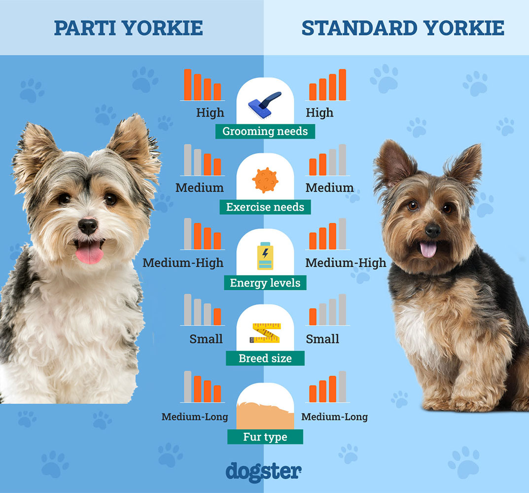 Parti-Yorkie-vs.-Standard-Yorkie2 copy