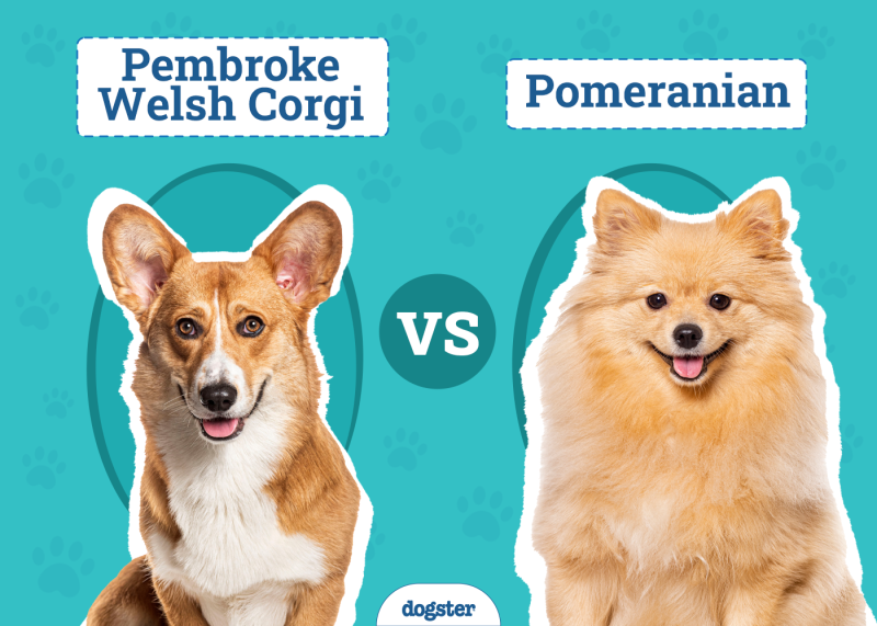 Pembroke Welsh Corgi vs Pomeranian