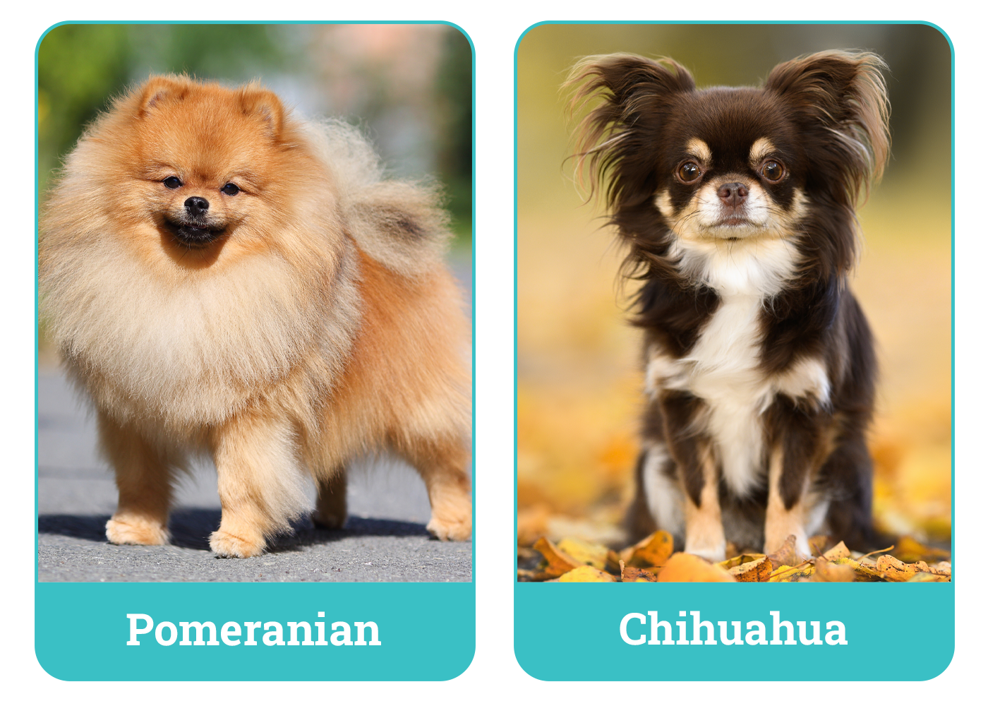Pomeranian vs Chihuahua