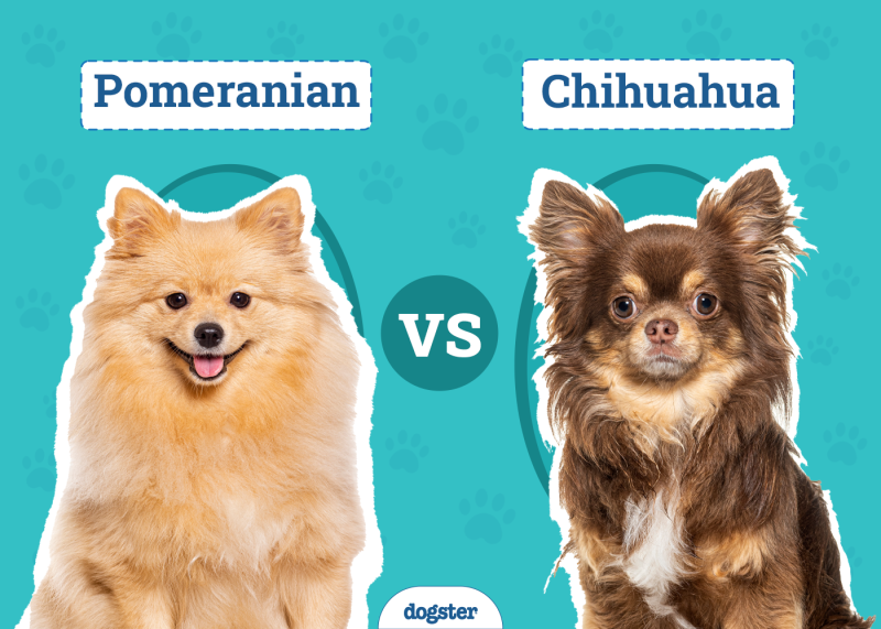 Pomeranian vs Chihuahua