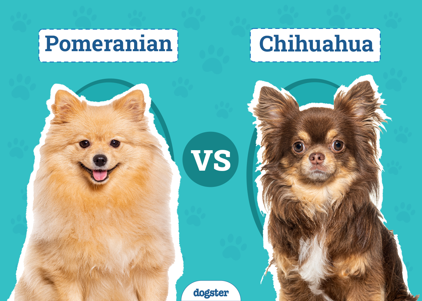 Pomeranian vs Chihuahua