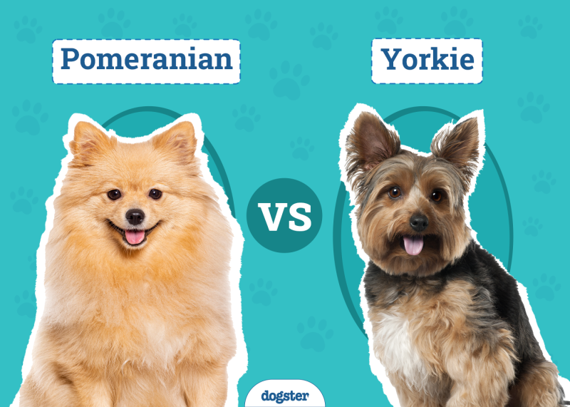 Pomeranian vs Yorkie