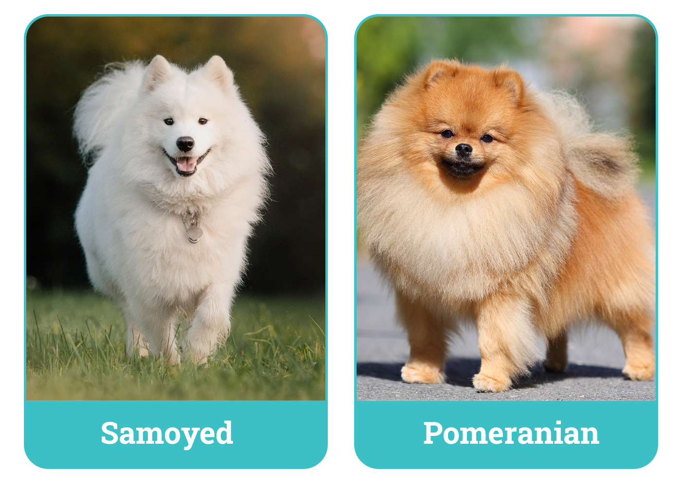 Samoyed vs Pomeranian