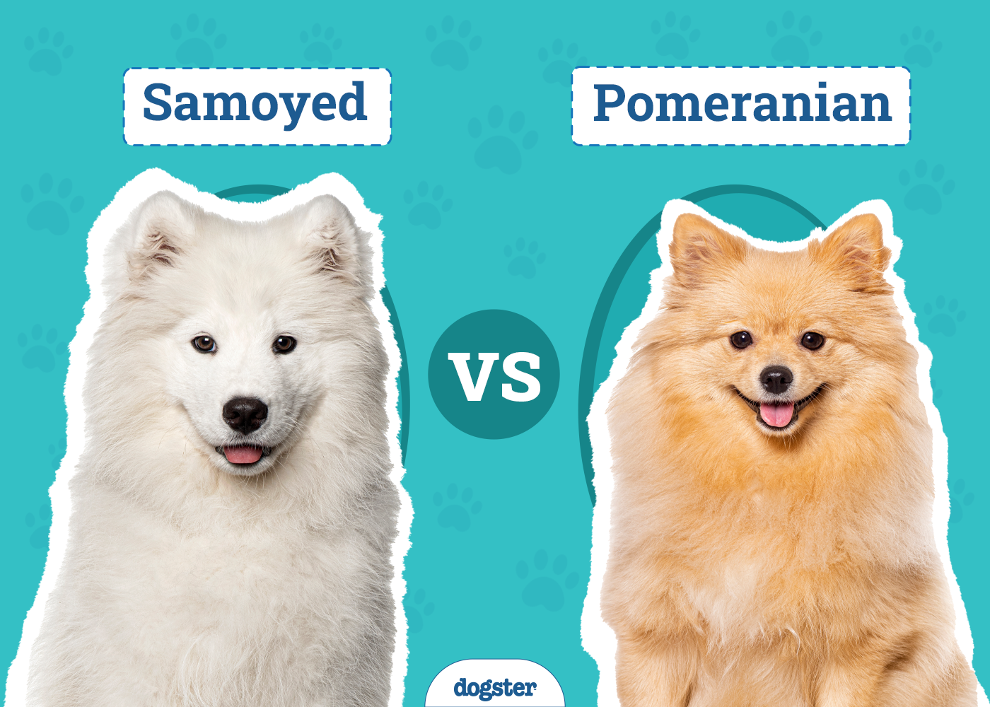 Samoyed vs Pomeranian