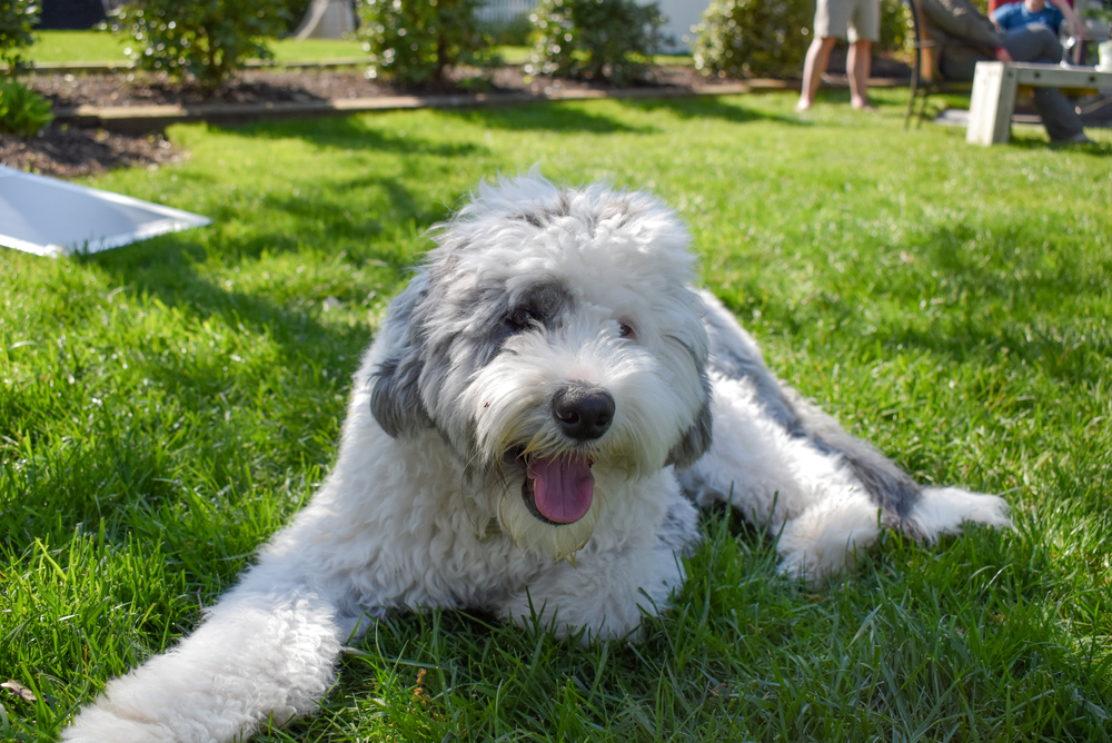 Sheepadoodle-Puppy-Dog-Running-Lying-In-The-Grass