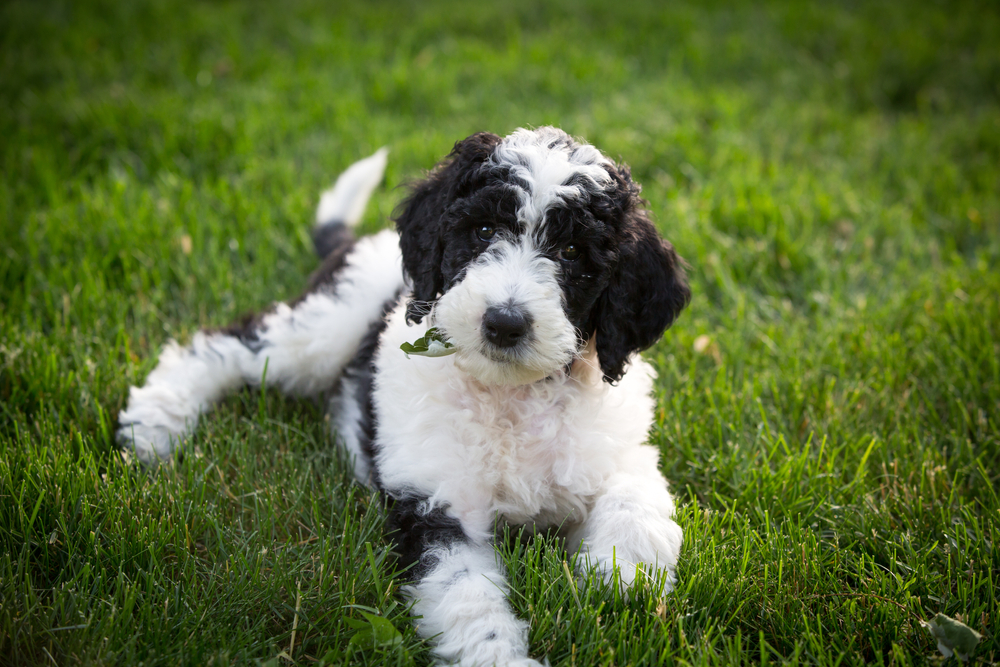 Sheepadoodle-puppy-six-weeks-old-sitting-in-the-yard