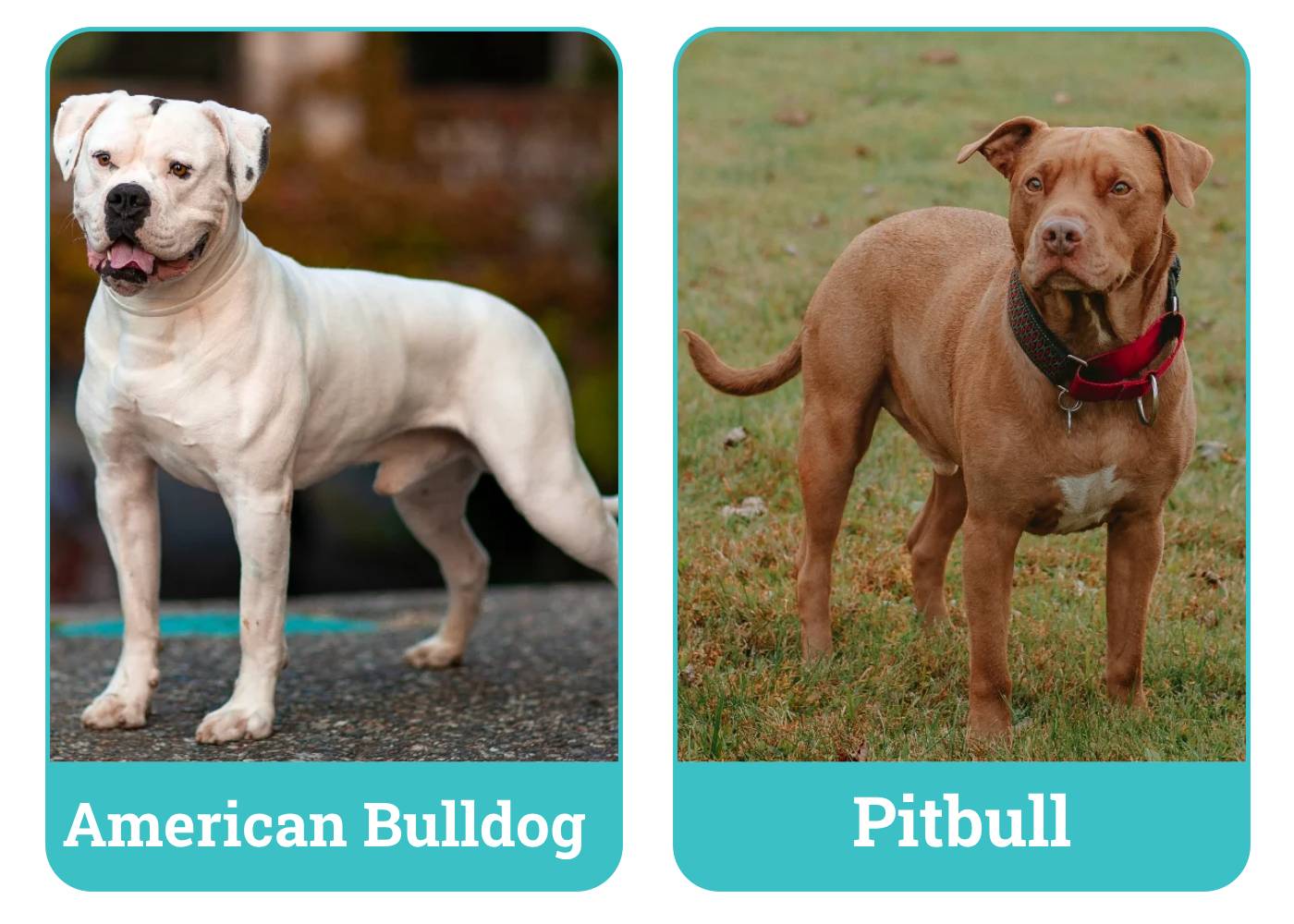 Side by Side Amercan Bulldog Pitbull