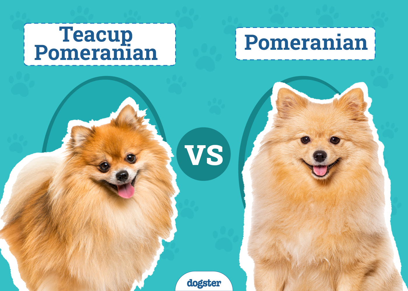 Teacup Pomeranian vs. Pomeranian