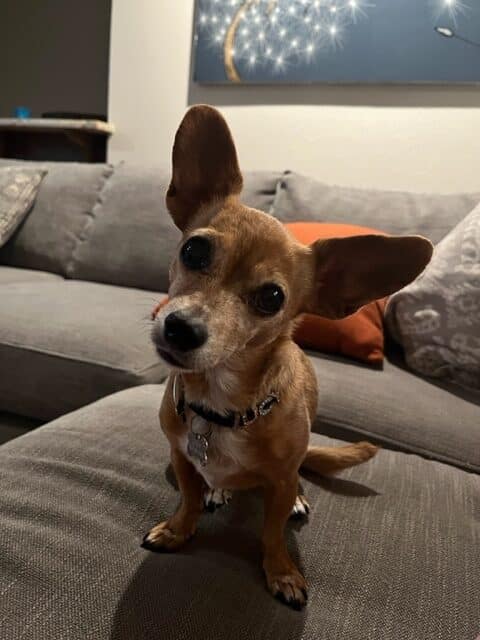 Chihuahua sitting on couch