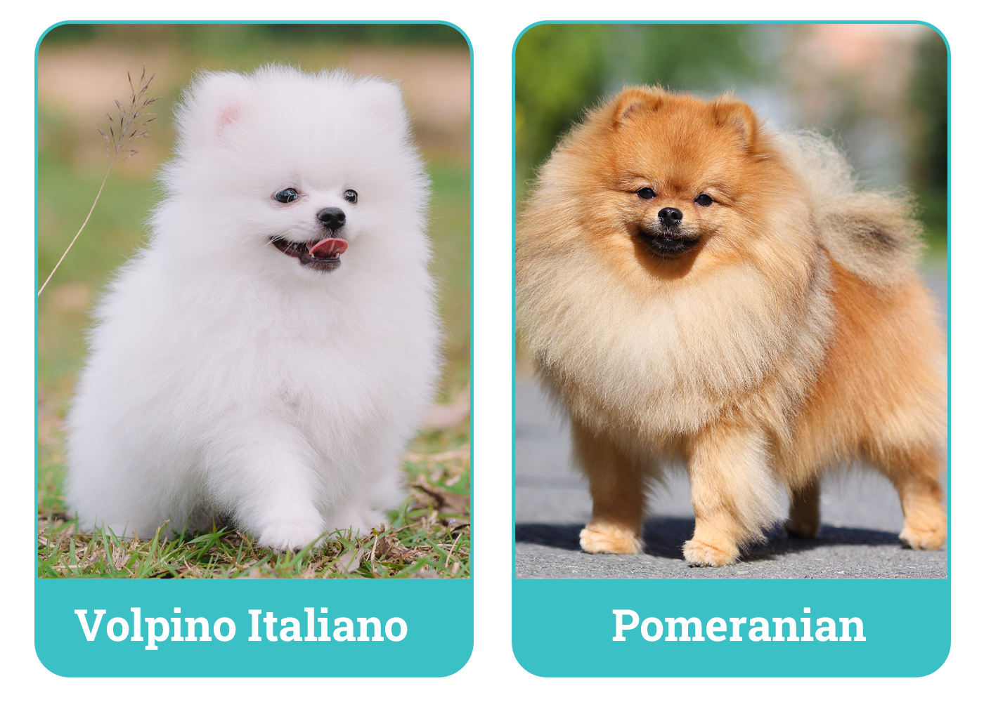 Volpino Italiano vs Pomeranian