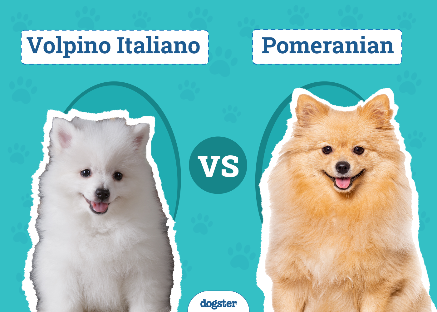 Volpino Italiano vs Pomeranian