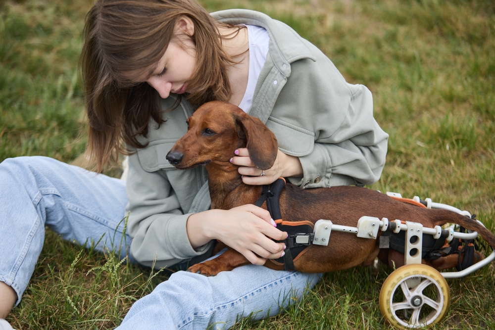 Young woman cuddling her handicapped Dachshund in the yard