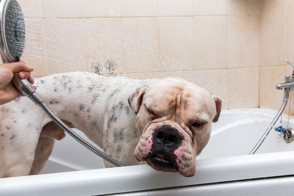 american bulldog being given a bath