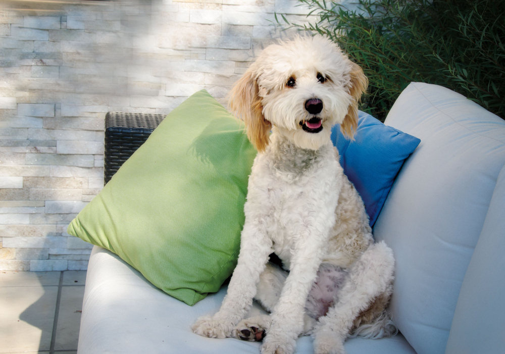 bernedoodle sitting on outdoor sofa
