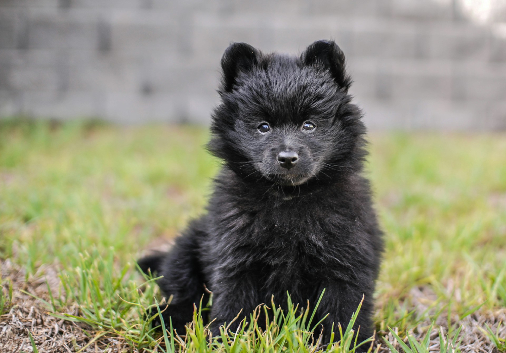 black pomeranian puppy on grass