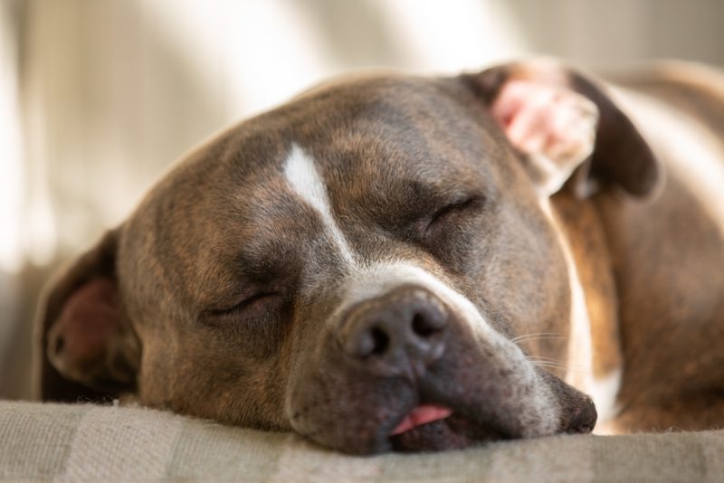 brown brindle and white pitbull sleeping on the couch