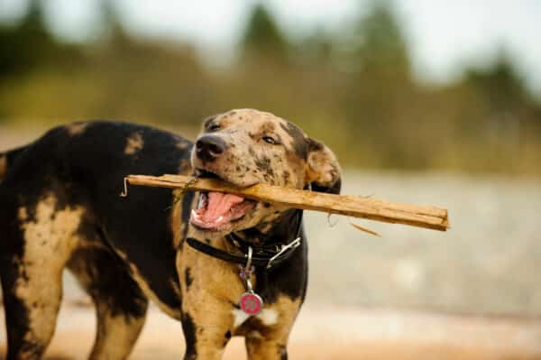 Playful Catahoula Leopard Dog Carrying Stick In Mouth