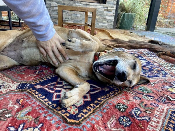 Happy dog getting a belly rub and yawning