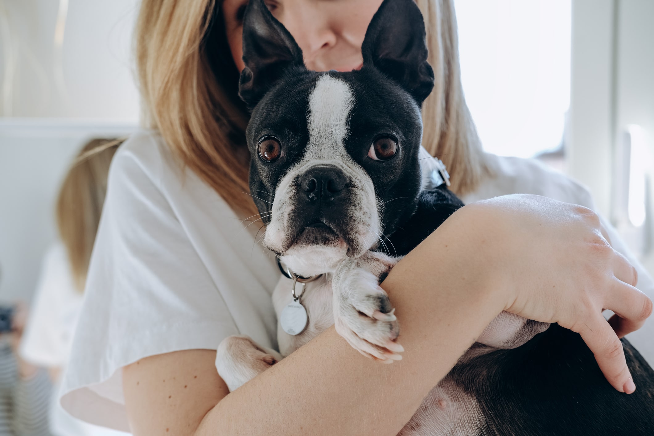 woman at home with a boston terrier dog