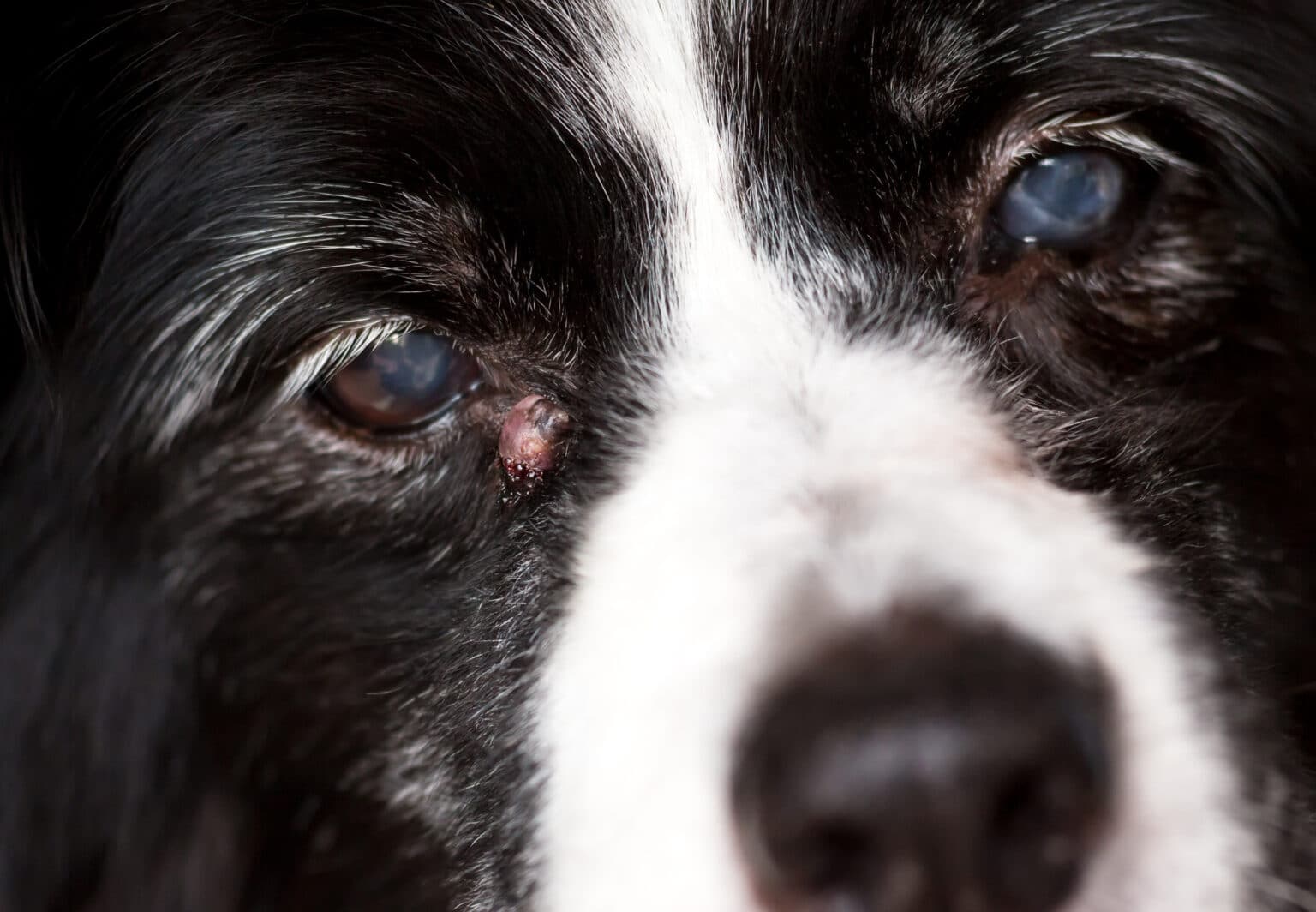Types of Cysts on Dogs and How to Treat Them Dogster