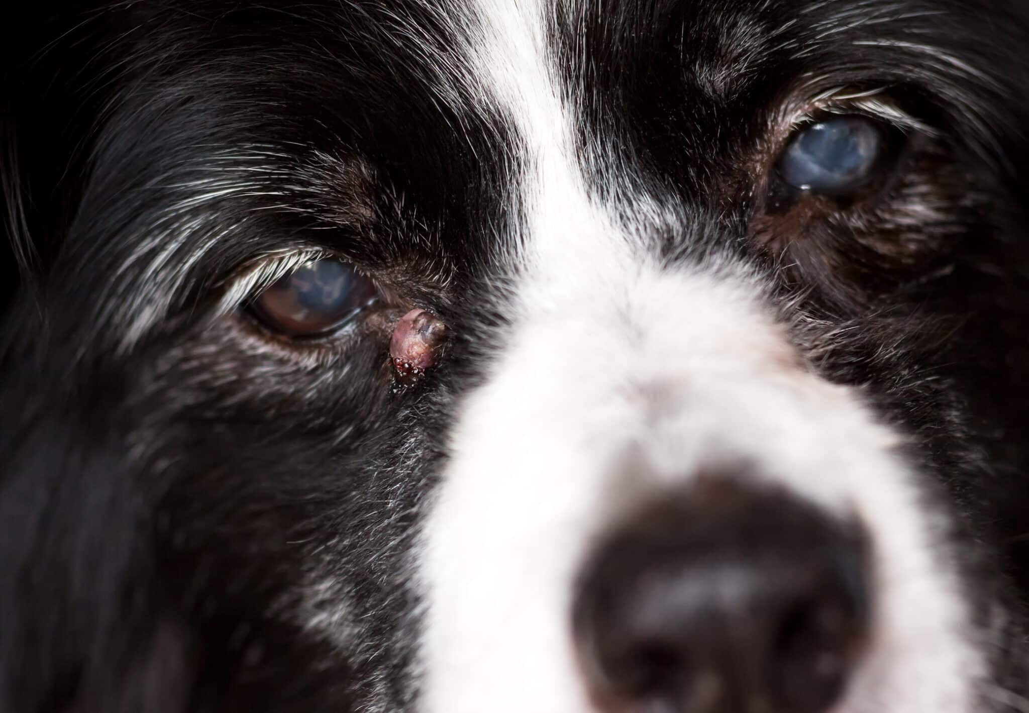 Types of Cysts on Dogs and How to Treat Them Dogster
