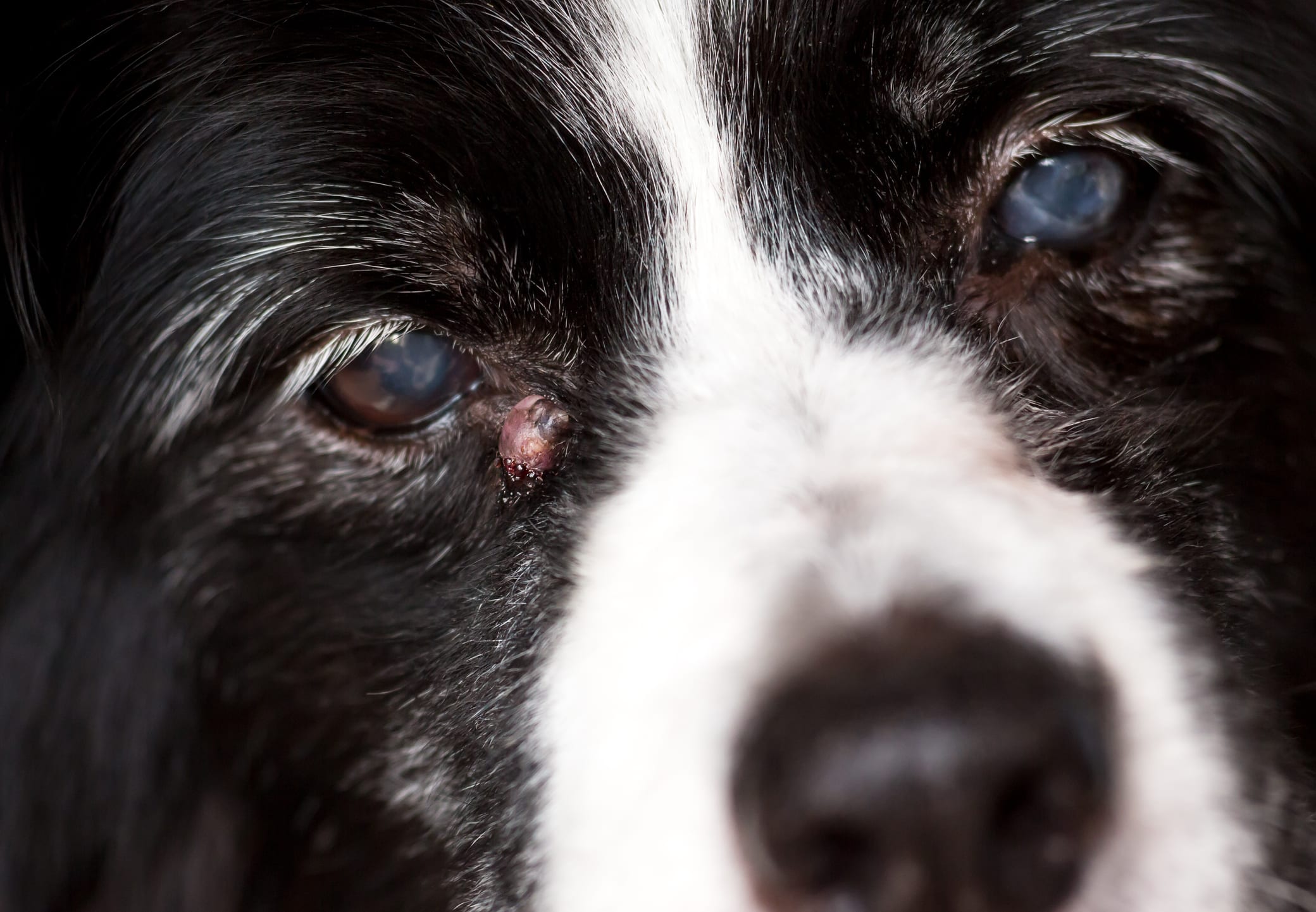 A senior dog with a sebaceous cyst near its eye