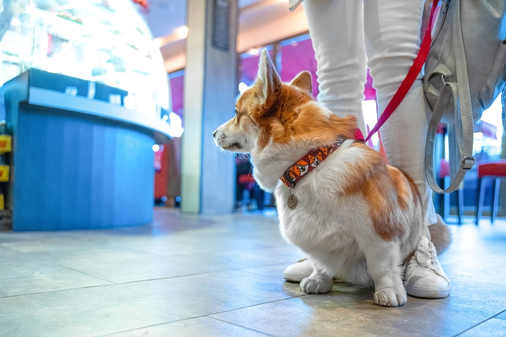 dog on leash inside the mall