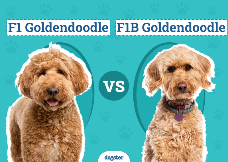 f1 vs f2 goldendoodle
