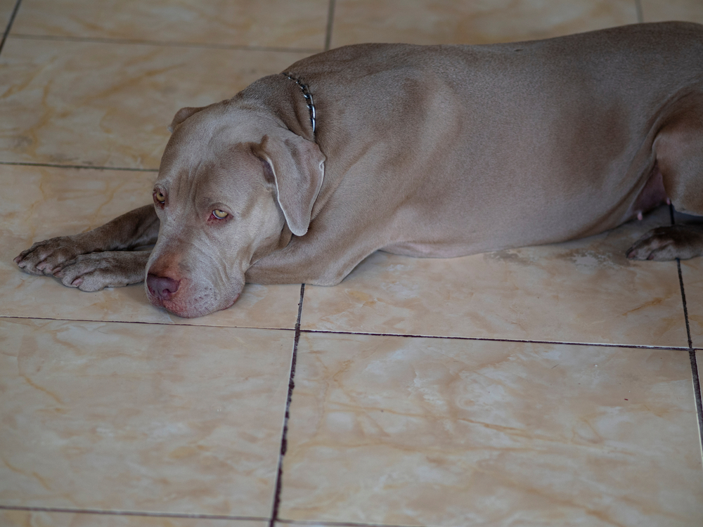 fawn pit bull laying on the floor