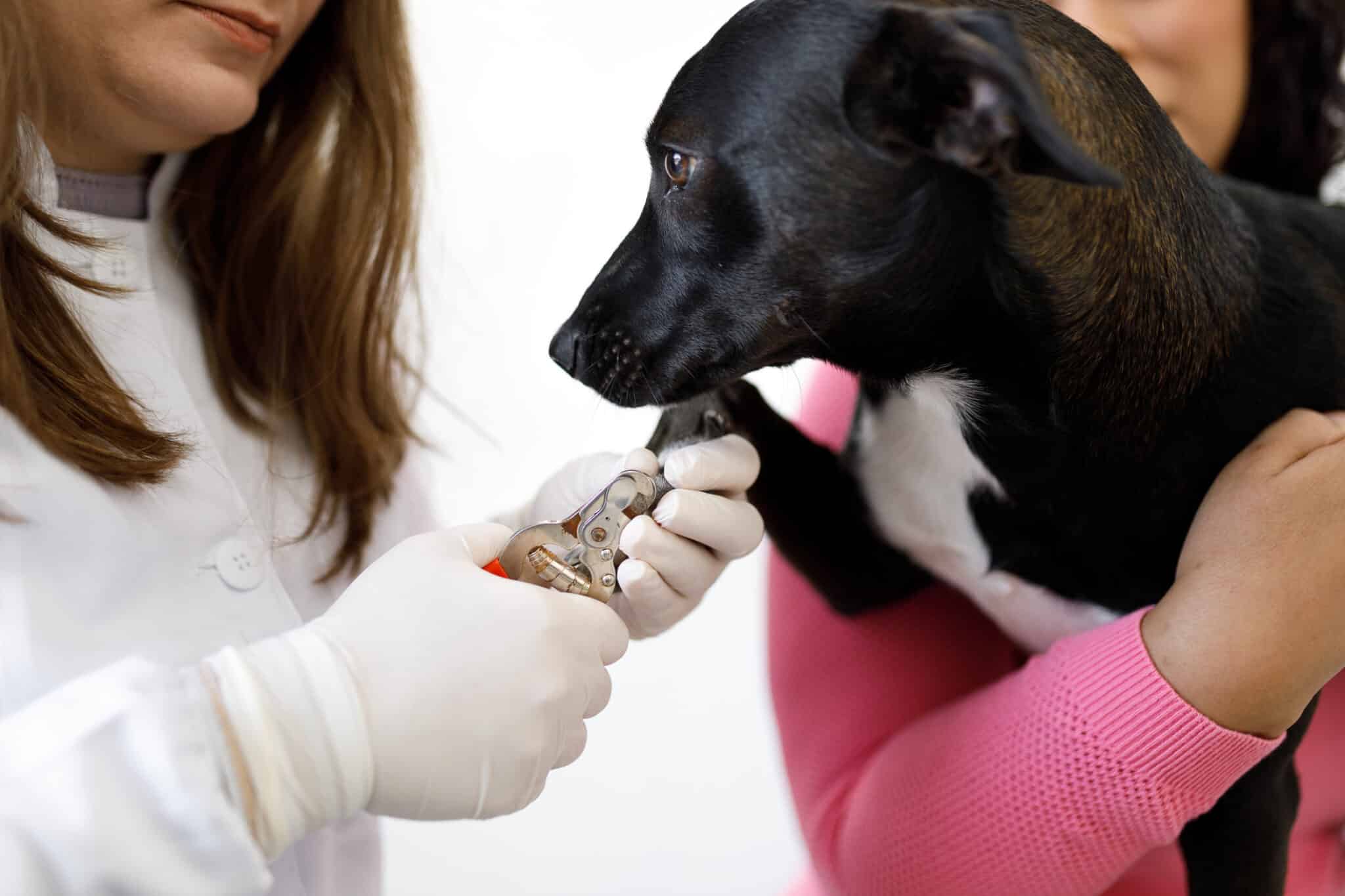 How To Cut an Uncooperative Dogs Nails An Important Guideline Dogster