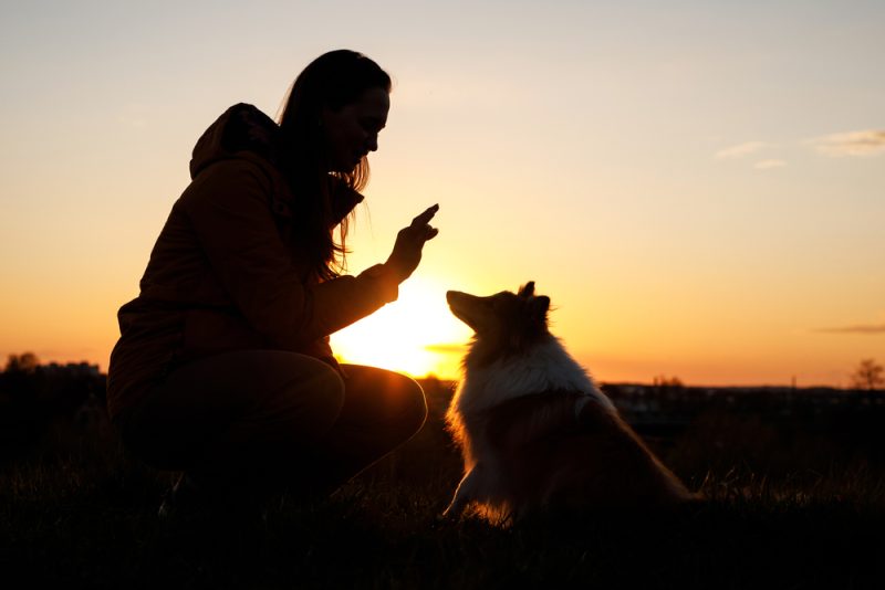 owner-training-the-dog-in-sunset