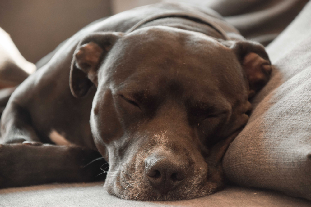 pitbull sleeping on the sofa