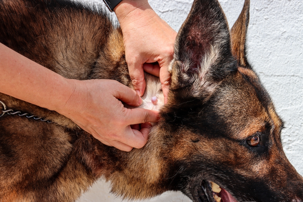 retired-german-shepherd-with-true-cyst