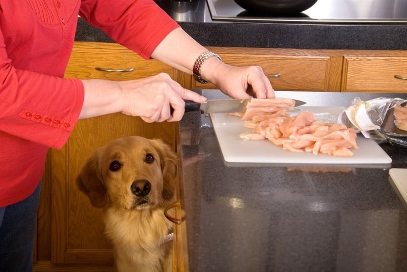 golden retriever watching owner cut raw chicken