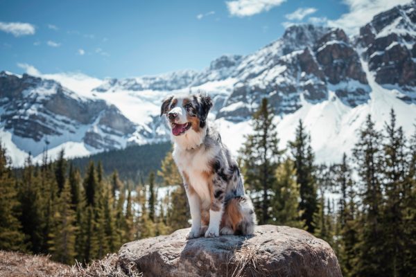 Australian Shepherd sitting on a rock in Jasper National Park, Canada