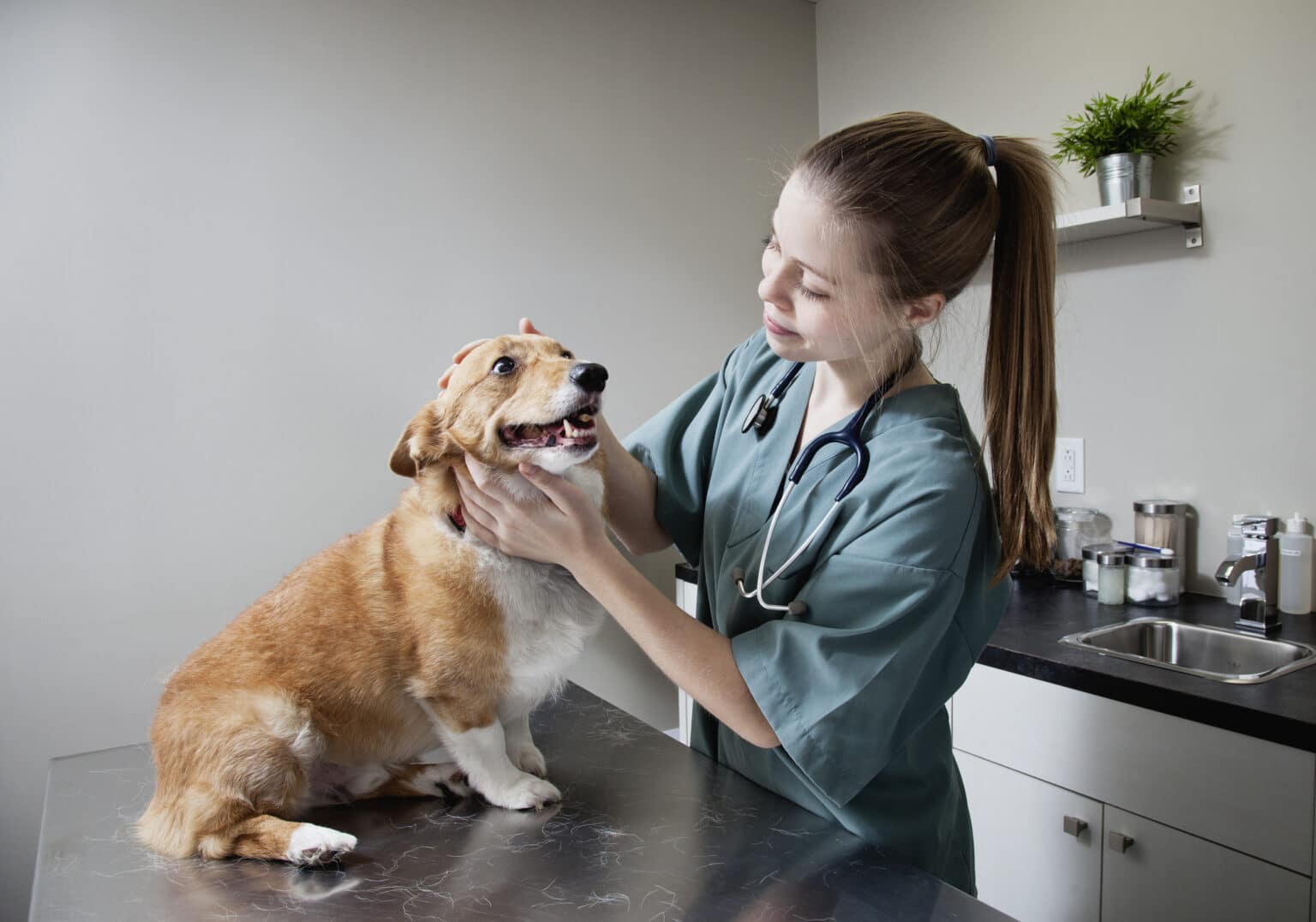 Why Do My Dog's Cysts Keep Filling Up With Fluid? Facts & FAQ Dogster