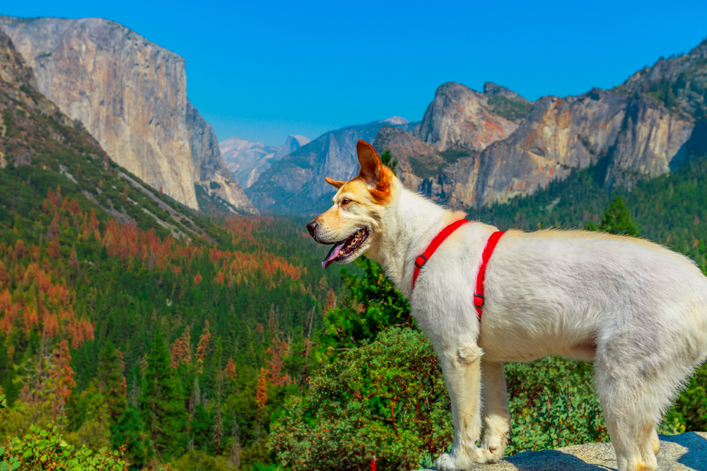 white-dog-in-the-nature-looking-at-mountains