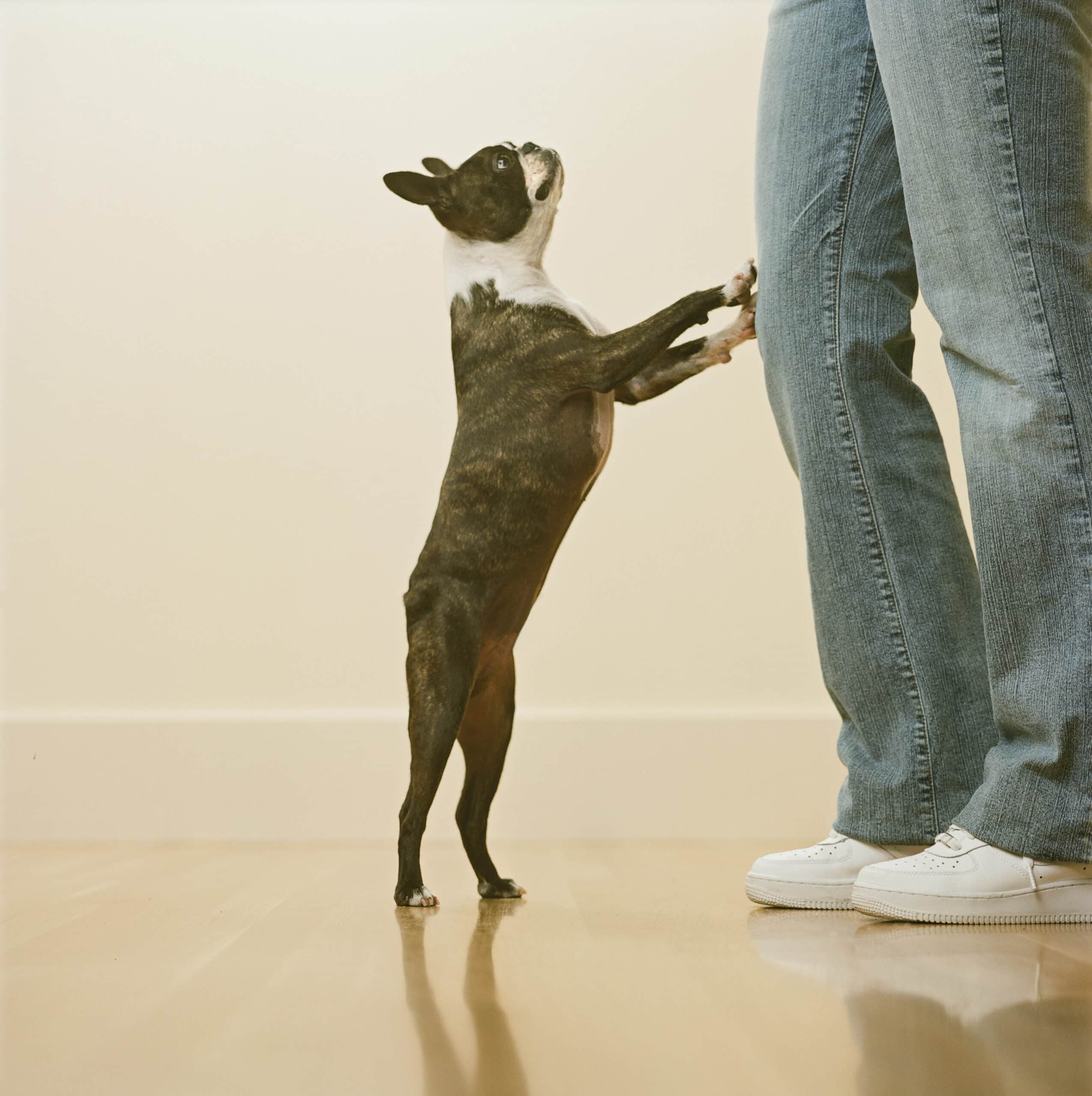 Why Does My Dog Stand on Me? Reasons & What to Do – Dogster