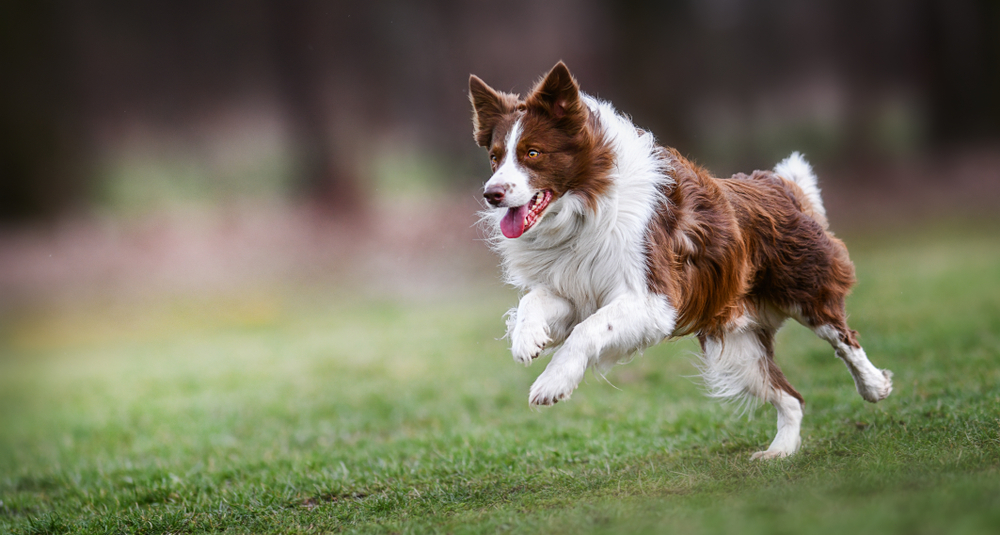 Adult-brown-white-border-collie-run-very-fast-in-training-day
