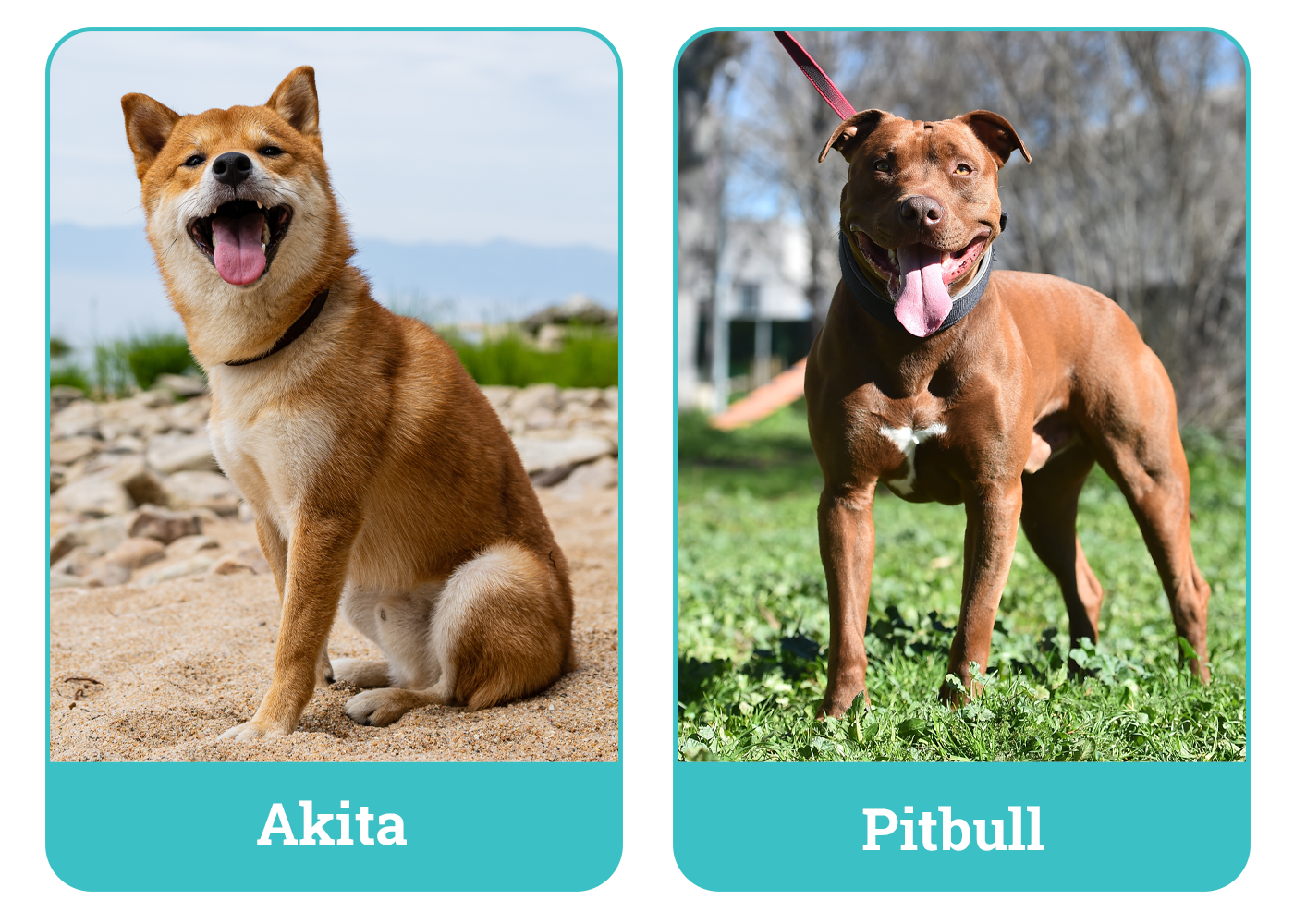 Akita vs. Pitbull