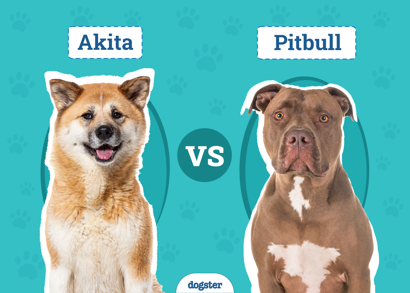 Akita vs. Pitbull