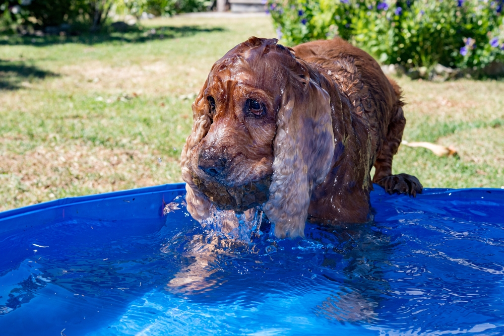 American Cocker Spaniel puppy bathing in the pool
