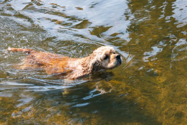 American Cocker Spaniel swimming in the river