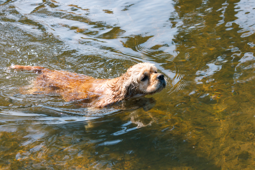 American Cocker Spaniel swimming in the river