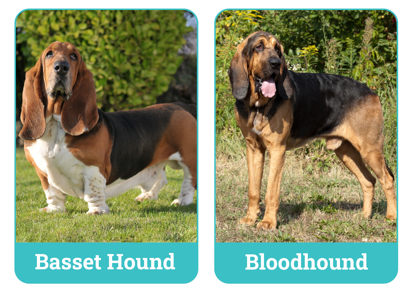 Basset Hound vs Bloodhound