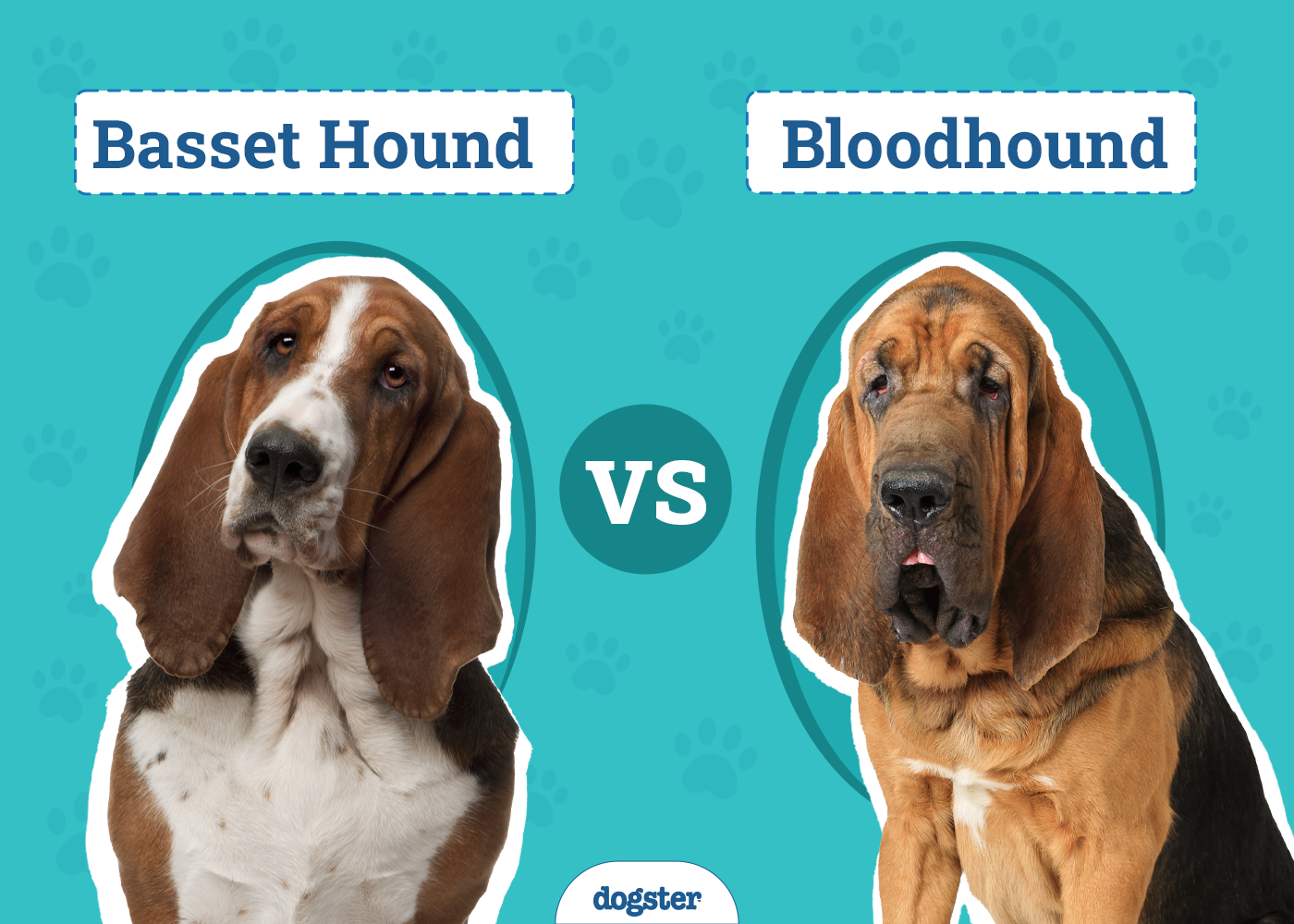 Basset Hound vs Bloodhound