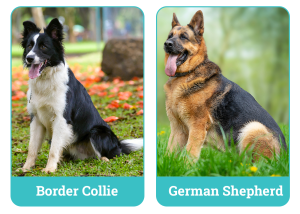 Border Collie vs German Shepherd: Key Differences (With Pictures) – Dogster