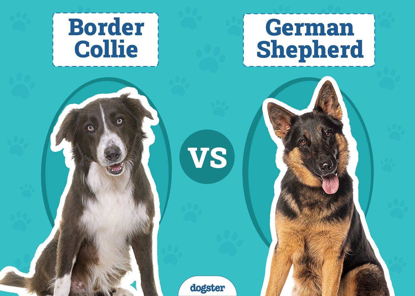 Border Collie vs German Shepherd