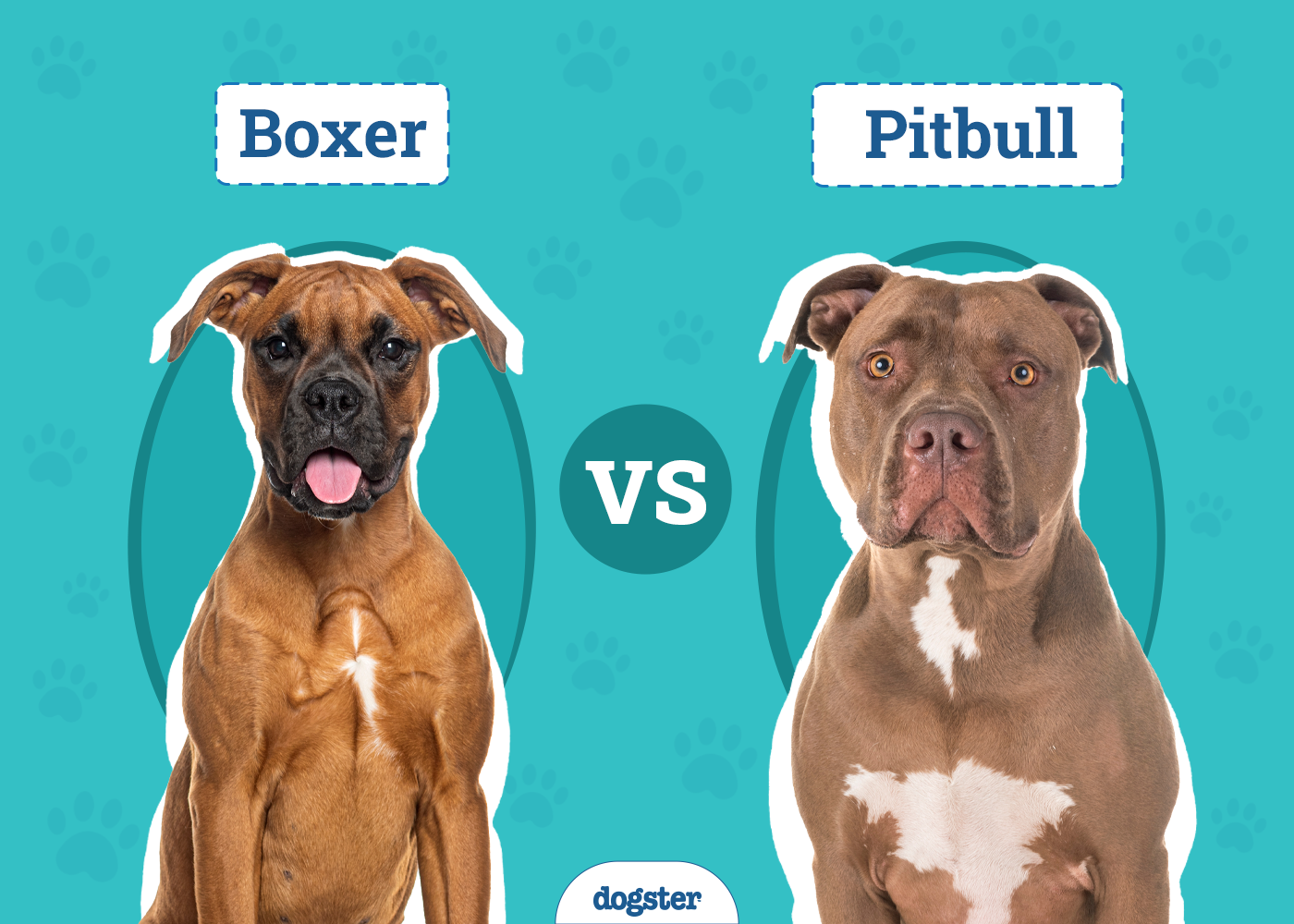 Boxer vs Pitbull