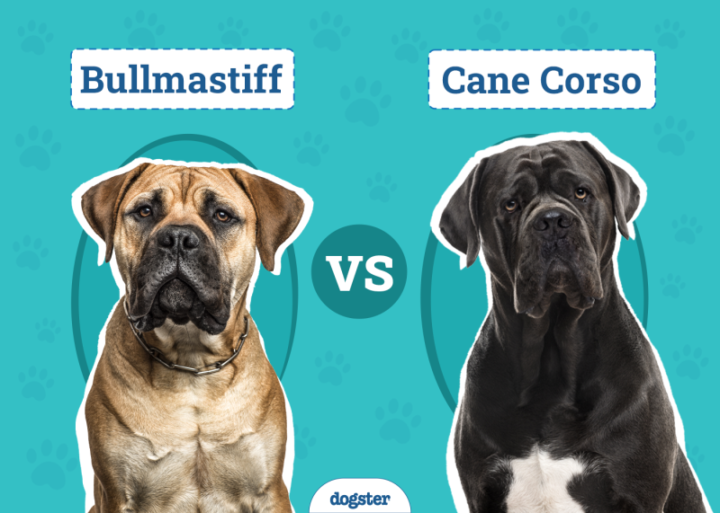 Bullmastiff vs Cane Corso